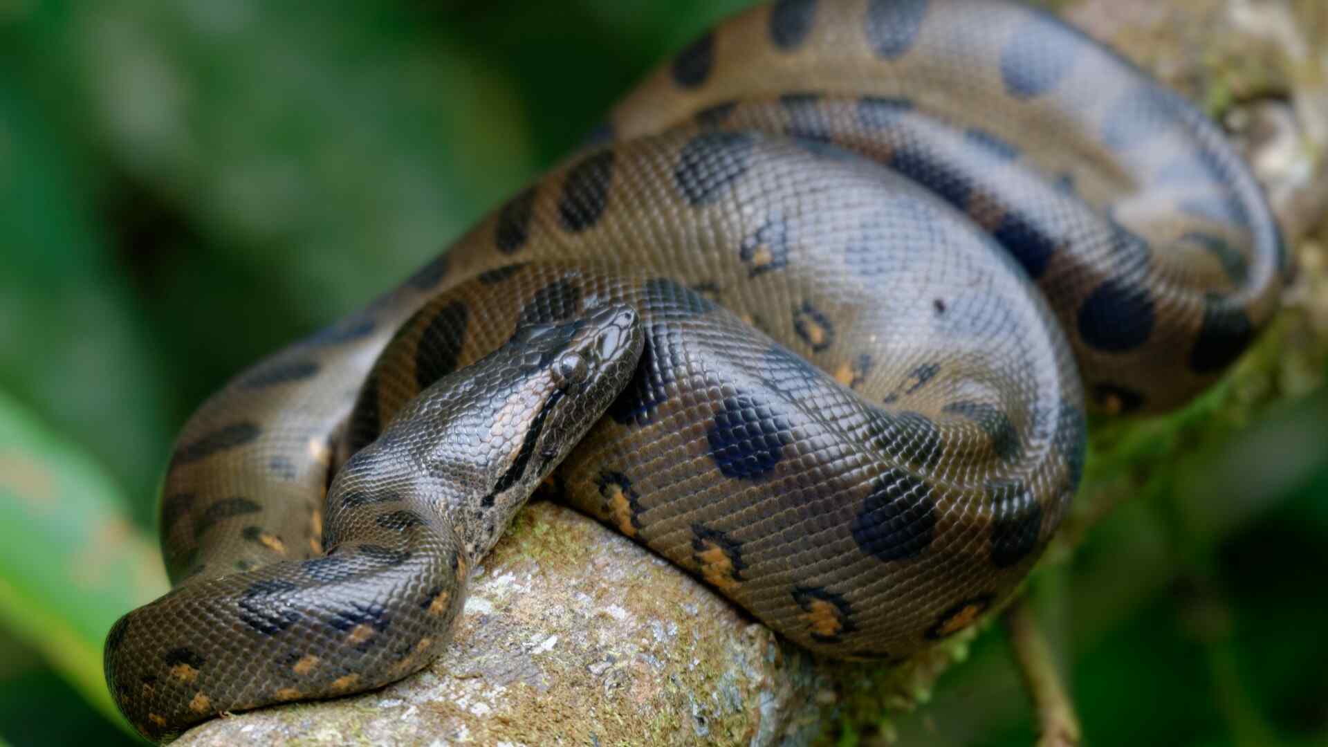 Anaconda: nyoka hatari asiyeua kwa sumu