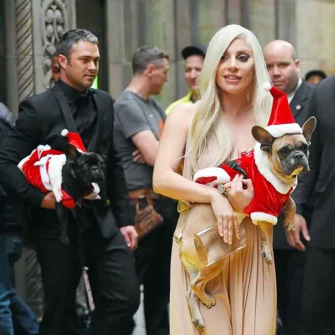 Aliyempata mbwa wa Lady Gaga aambulia patupu