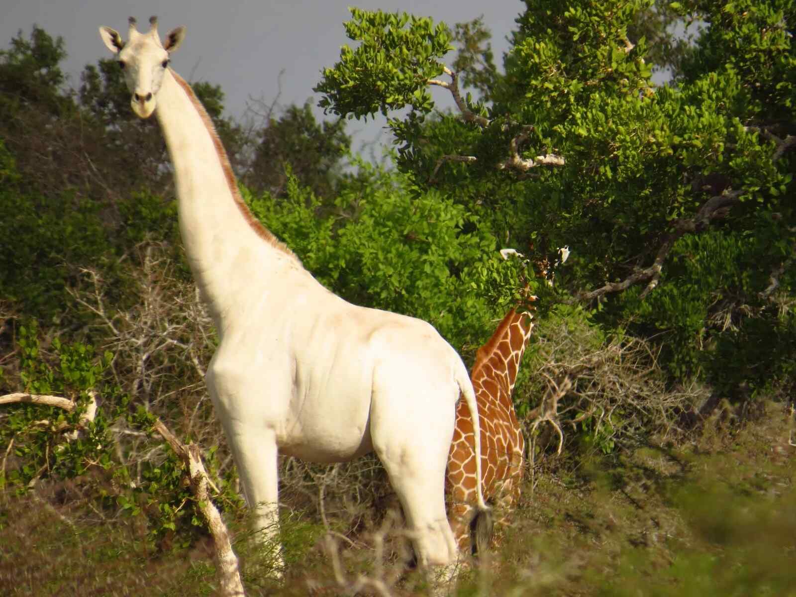 Twiga mweupe anayelindwa nchini Kenya