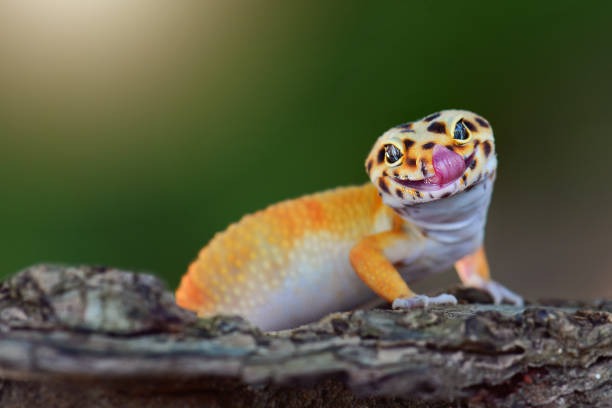 Maajabu ya mjusi Gecko