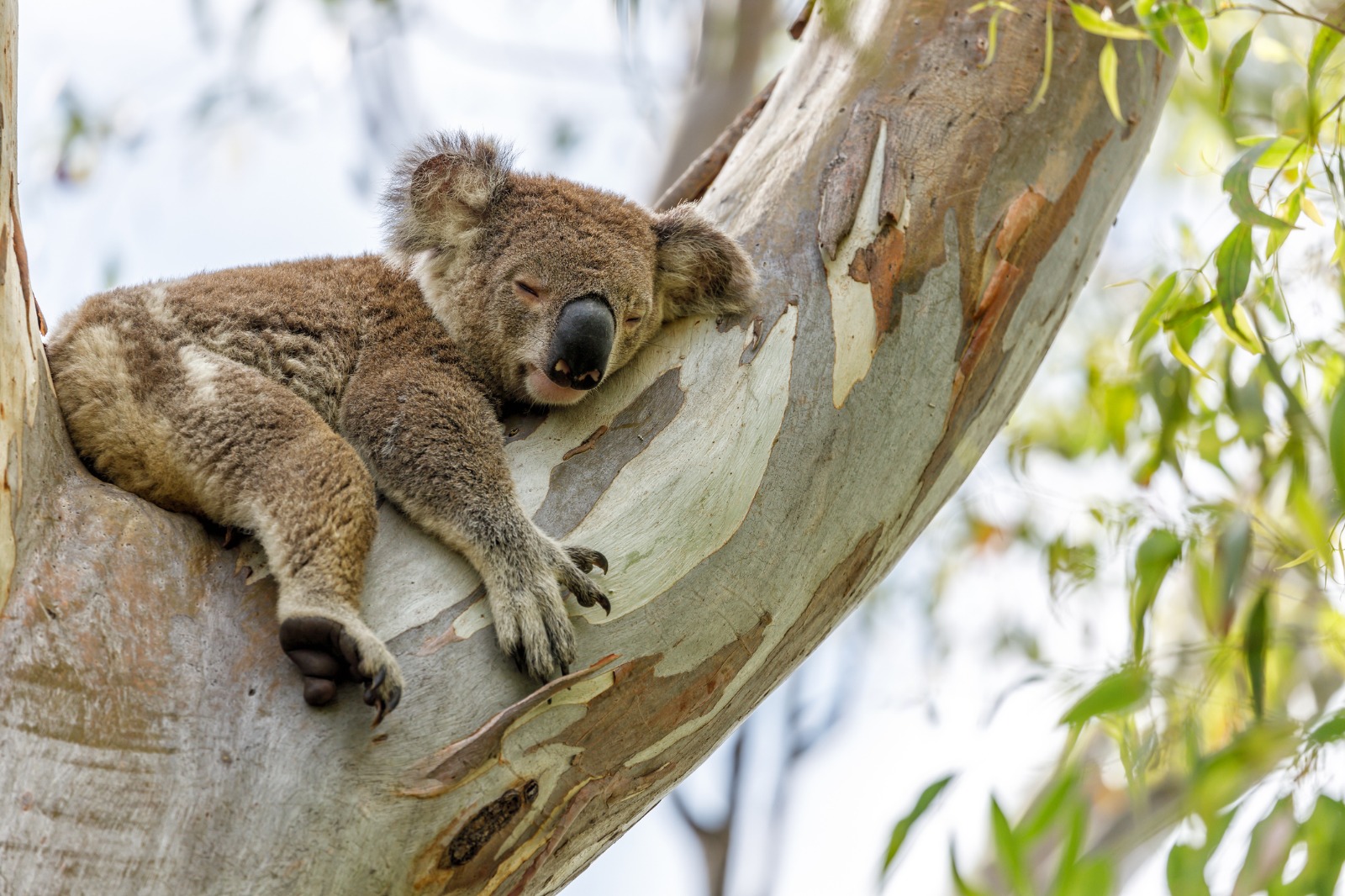 Mjue Koala, mnyama anayelala saa 22 kwa siku