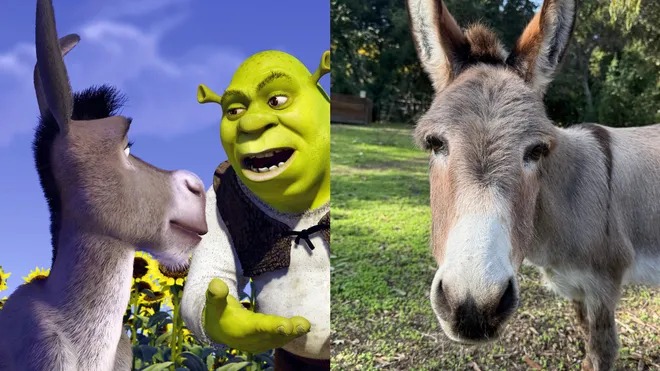 Punda Wa Kwenye Katuni Ya Shrek, Afariki Dunia