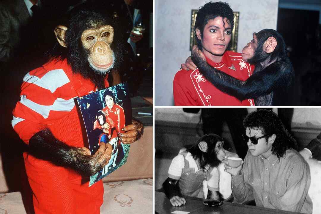 Sokwe wa Michael Jackson atimiza miaka 42